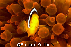 red anemone with doorman, Middle Garden Sharm el sheikh by Stephan Kerkhofs 
